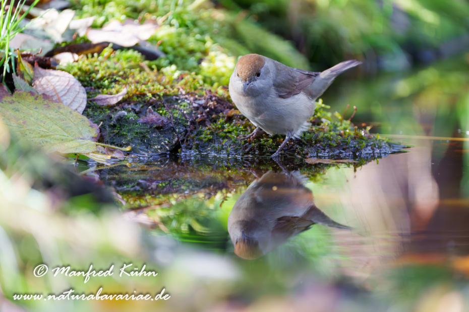 Grasmücke (Mönchs-)_0120