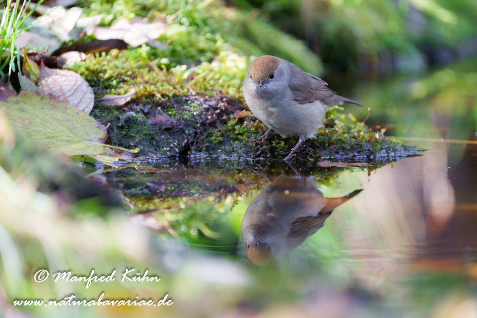 Grasmücke (Mönchs-)_0122