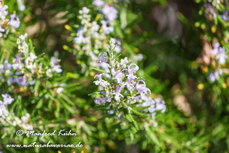 Rosmarin ()_0005