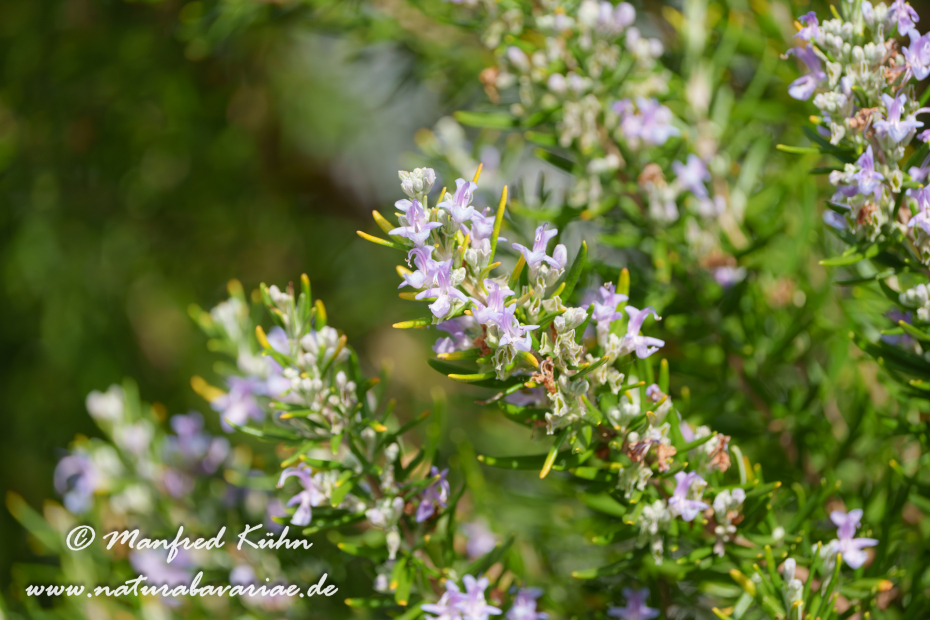 Rosmarin ()_0007