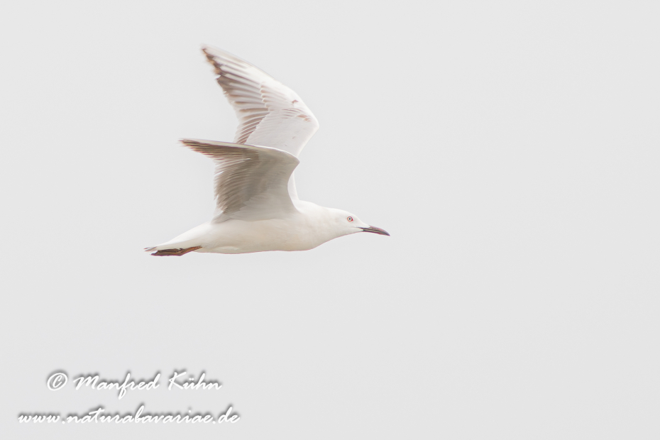 Dünnschnabelmöwe ()_0002