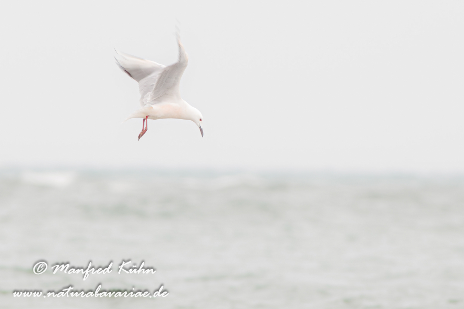 Dünnschnabelmöwe ()_0004