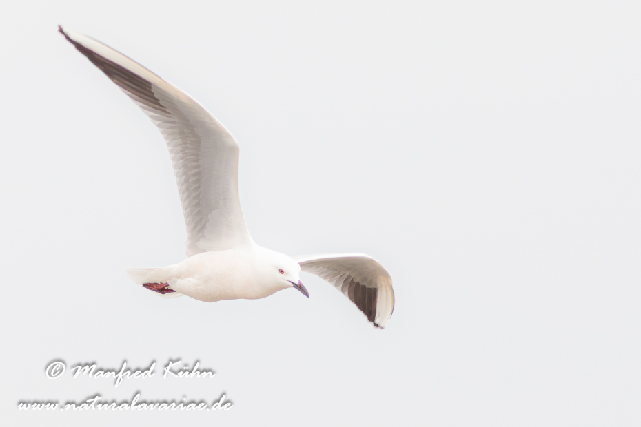 Dünnschnabelmöwe ()_0006