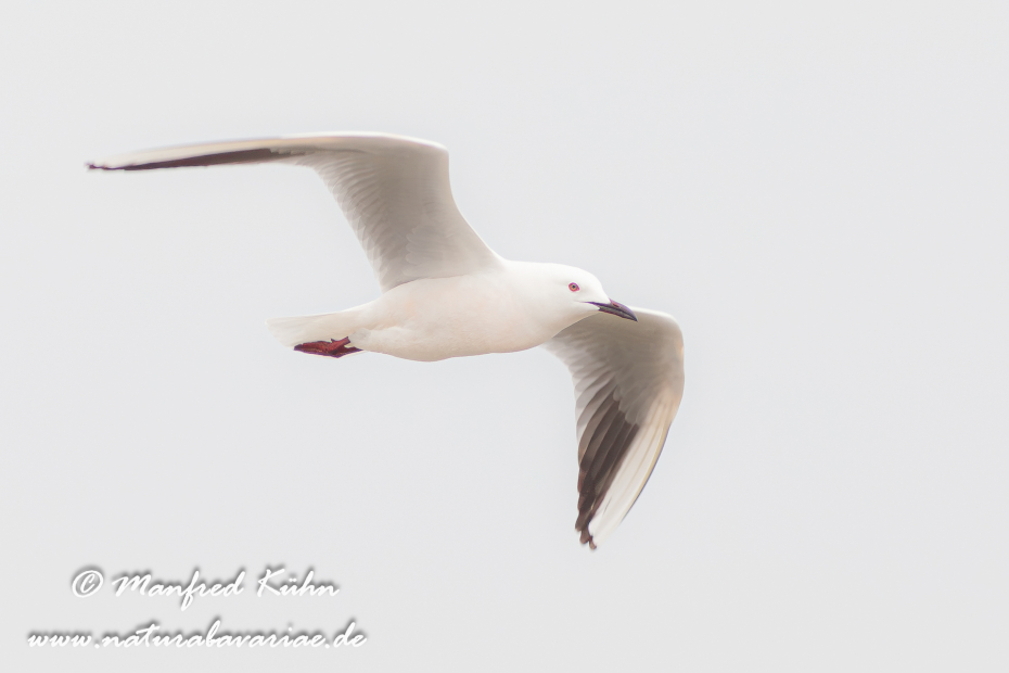 Dünnschnabelmöwe ()_0007