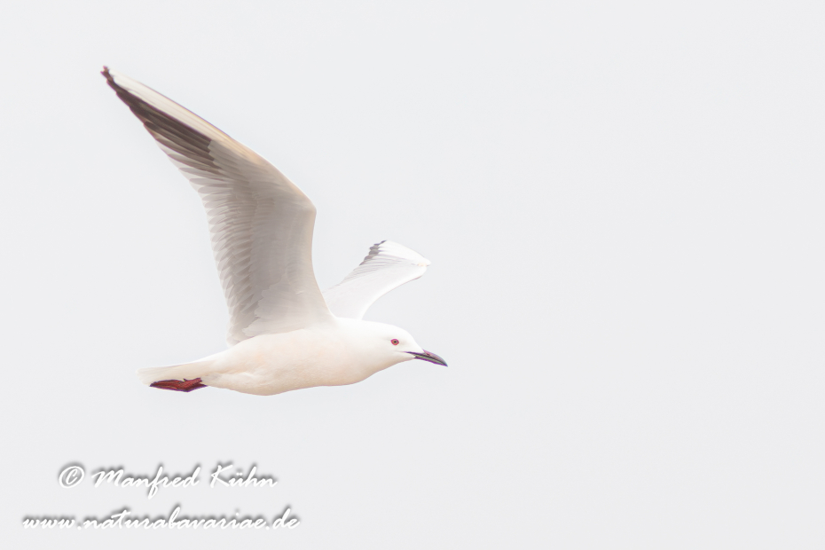Dünnschnabelmöwe ()_0010