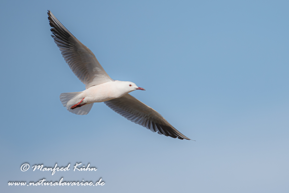 Dünnschnabelmöwe ()_0016