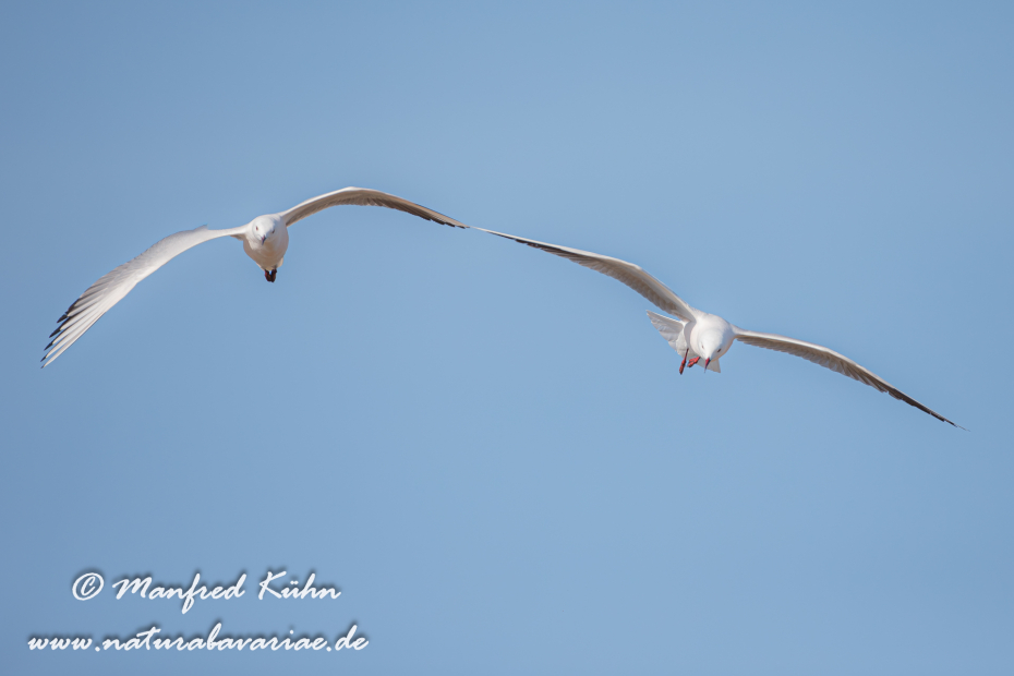 Dünnschnabelmöwe ()_0019