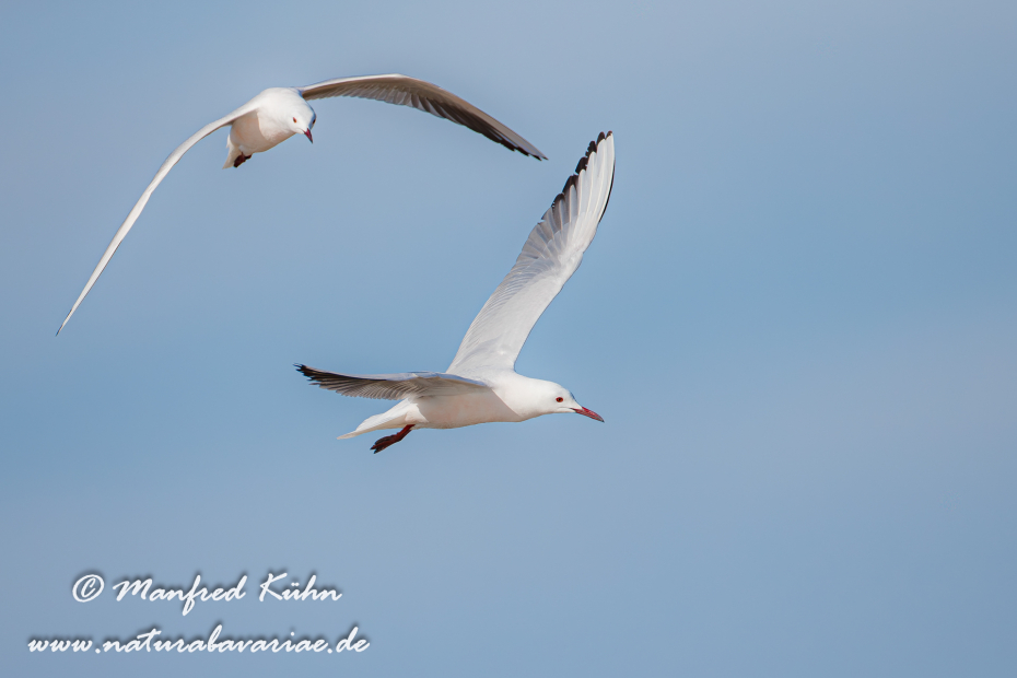 Dünnschnabelmöwe ()_0020