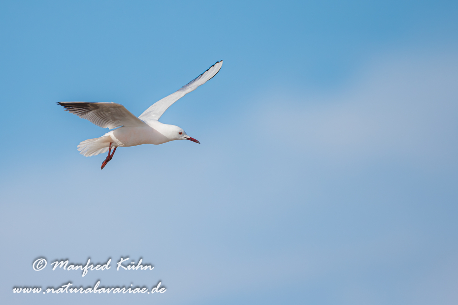 Dünnschnabelmöwe ()_0025