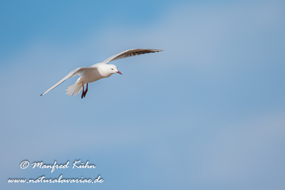 Dünnschnabelmöwe ()_0026