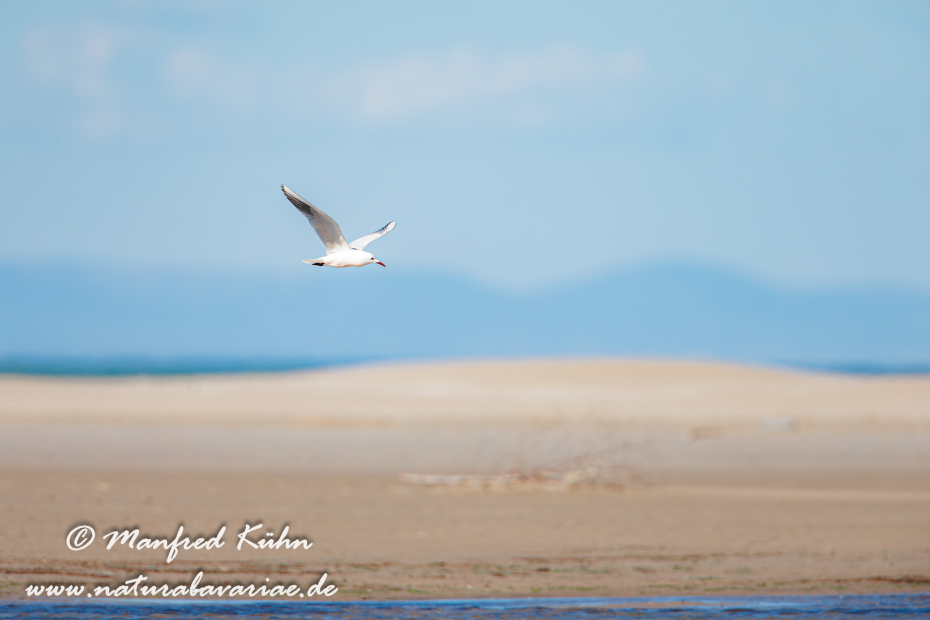 Dünnschnabelmöwe ()_0030