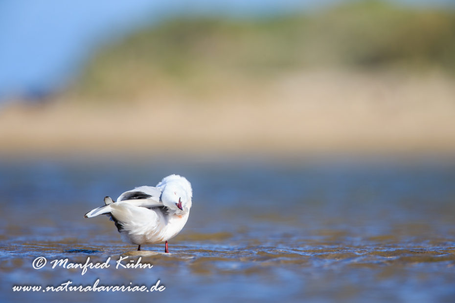 Dünnschnabelmöwe ()_0061