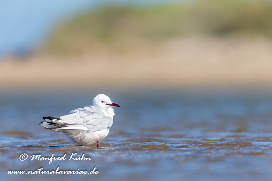 Dünnschnabelmöwe ()_0065