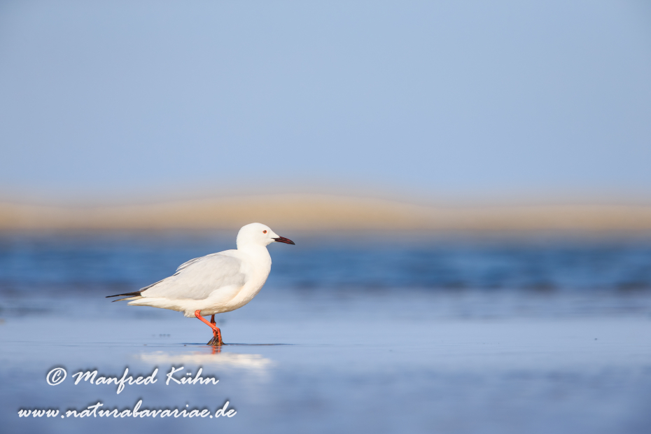 Dünnschnabelmöwe ()_0070