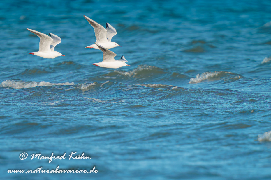 Dünnschnabelmöwe ()_0074