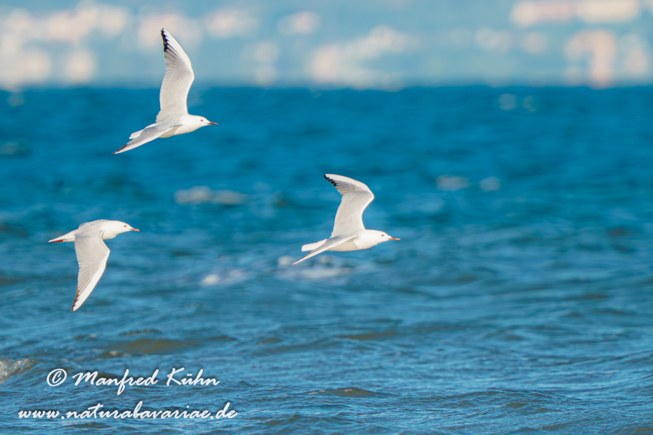 Dünnschnabelmöwe ()_0075