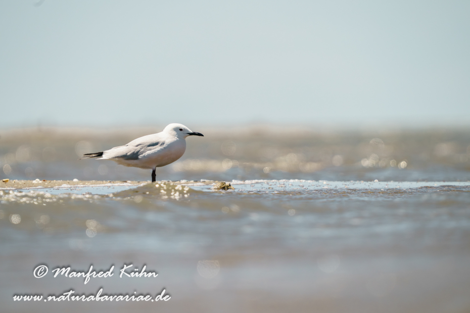 Dünnschnabelmöwe ()_0088