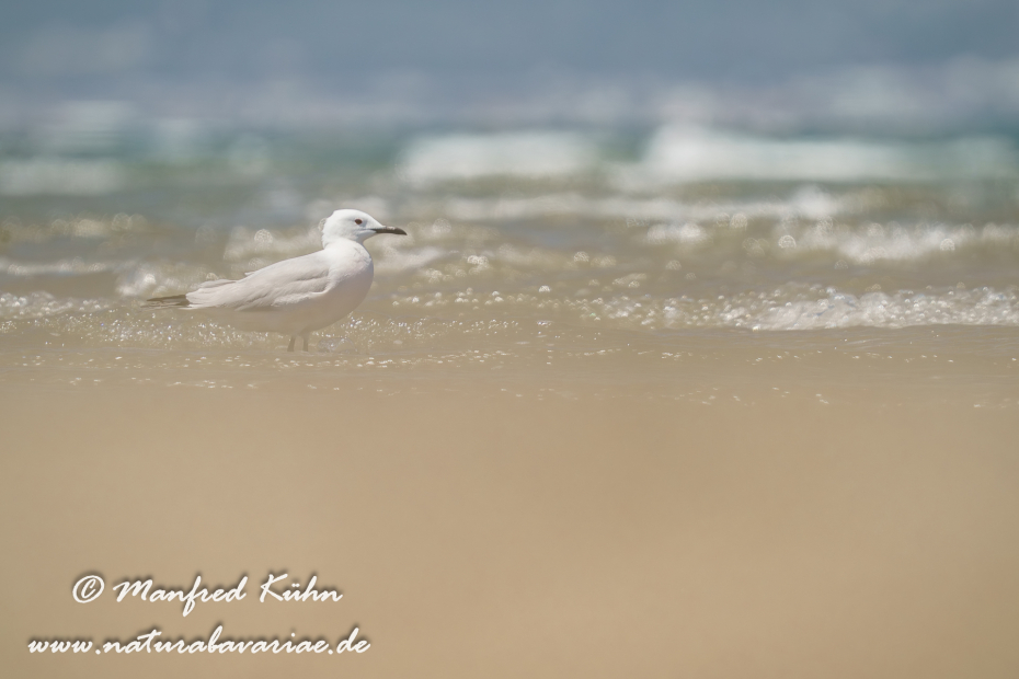 Dünnschnabelmöwe ()_0091