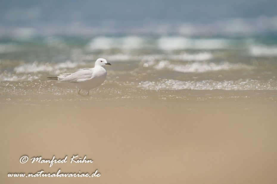 Dünnschnabelmöwe ()_0092