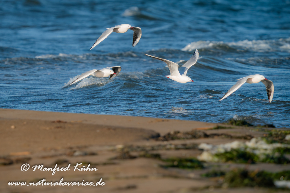 Dünnschnabelmöwe ()_0103