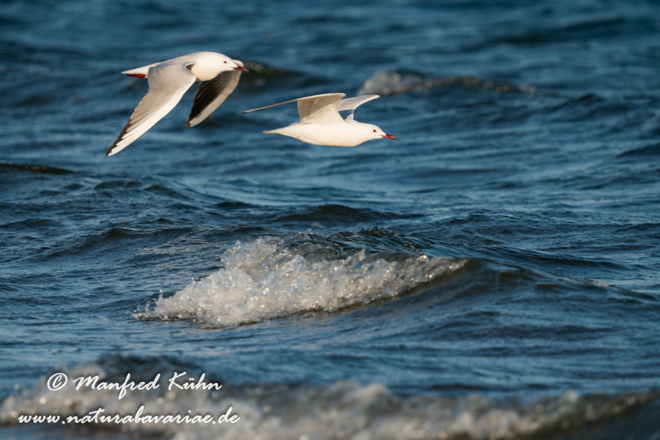 Dünnschnabelmöwe ()_0107