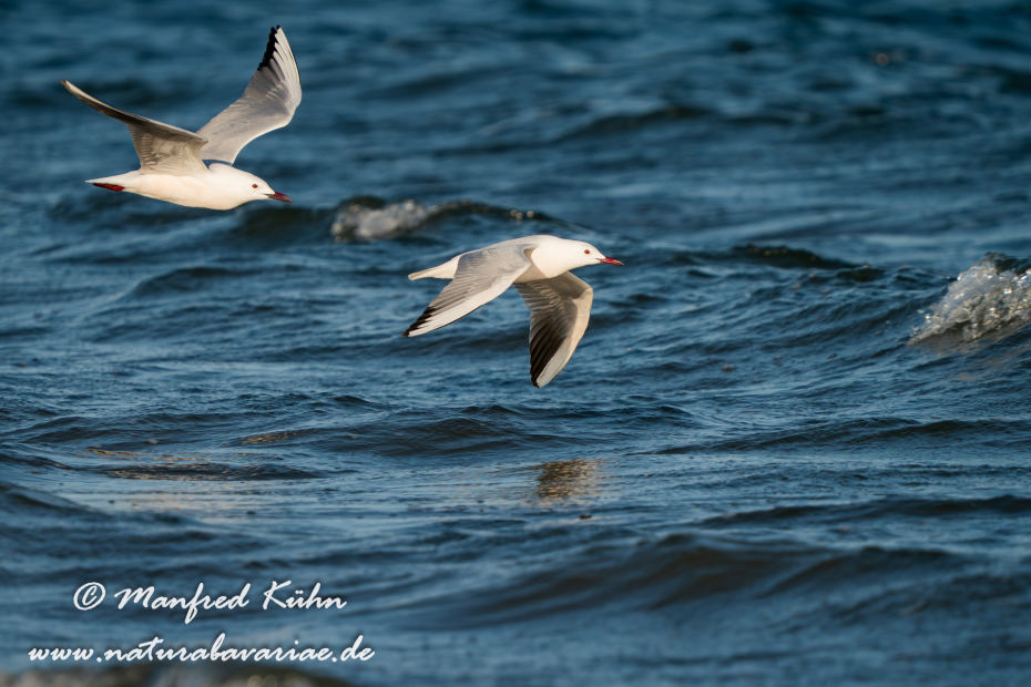 Dünnschnabelmöwe ()_0108