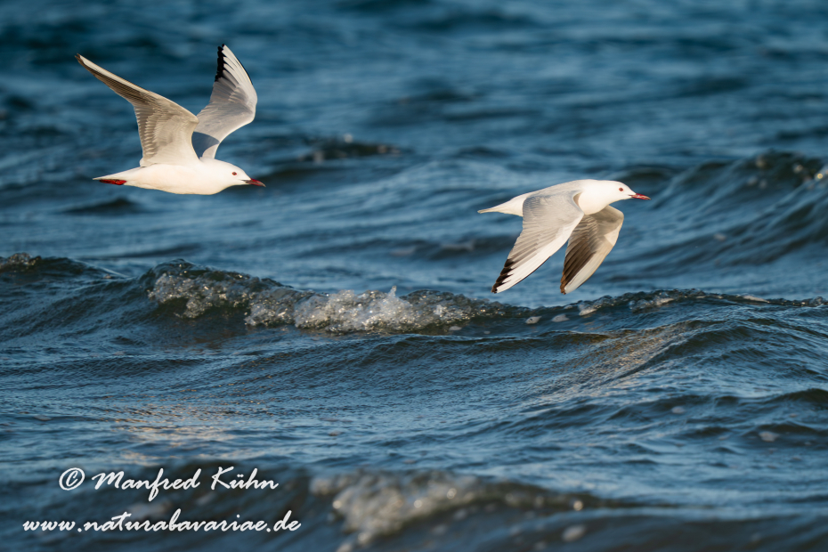 Dünnschnabelmöwe ()_0110