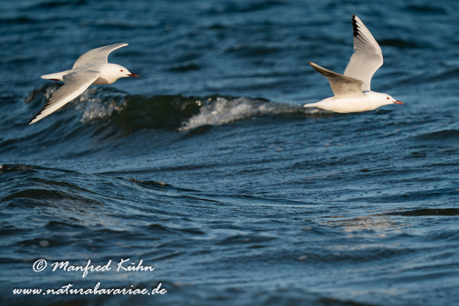 Dünnschnabelmöwe ()_0112