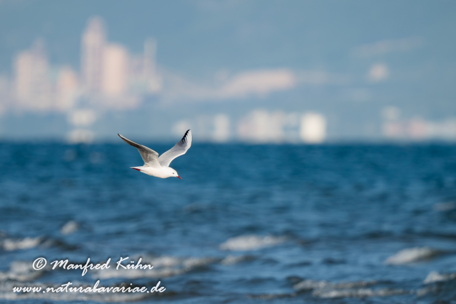 Dünnschnabelmöwe ()_0128