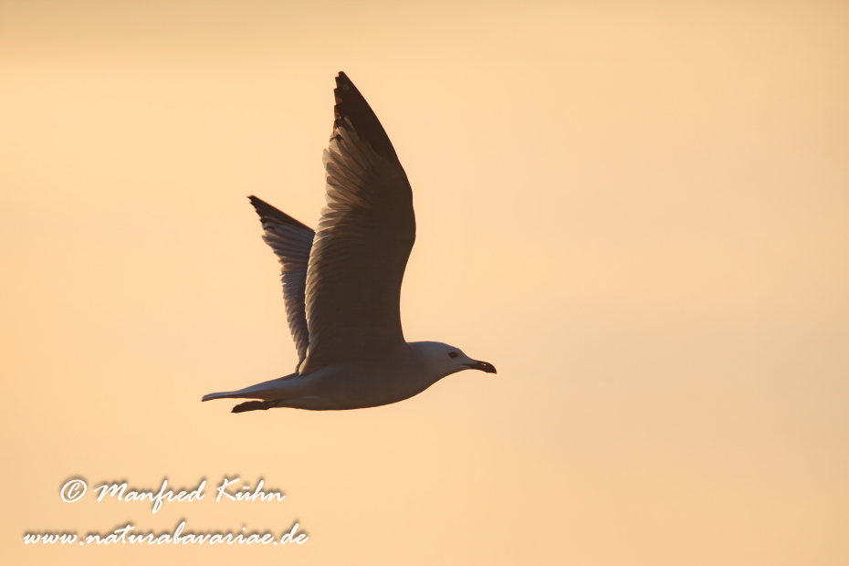 Korallenmöwe ()_0017