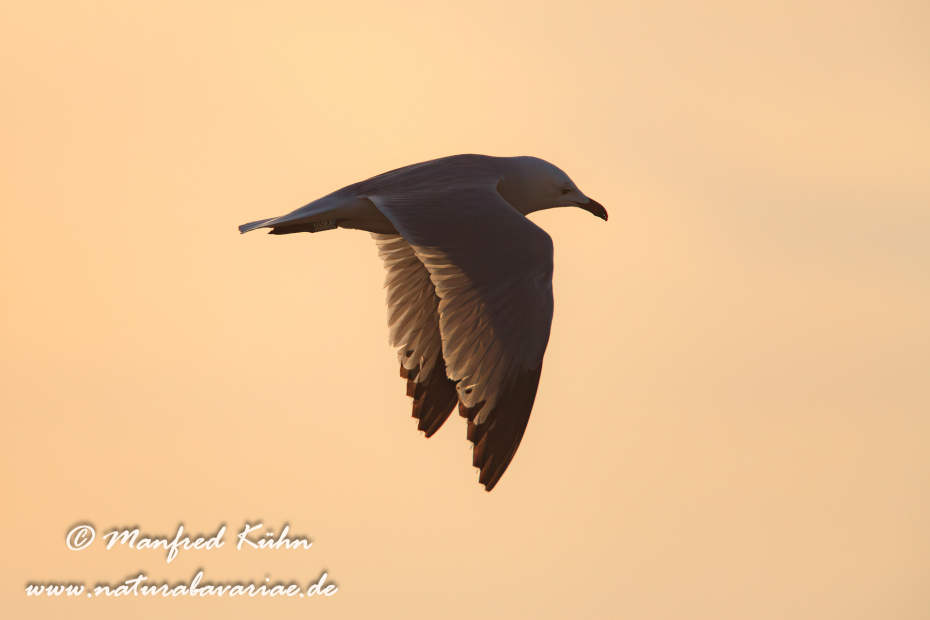 Korallenmöwe ()_0019