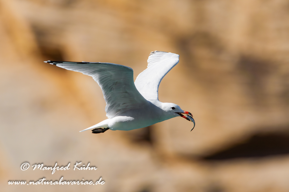 Korallenmöwe ()_0020