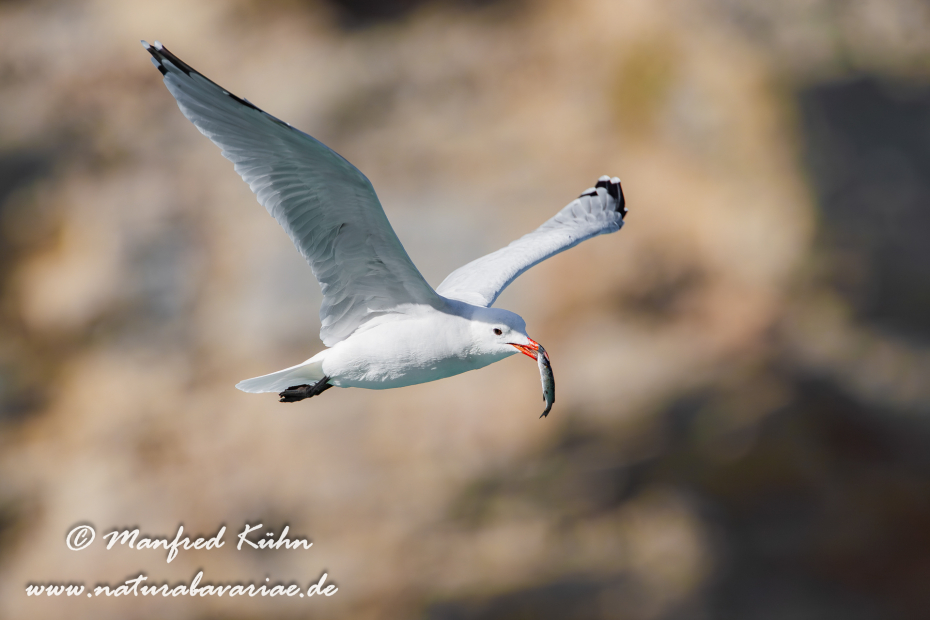 Korallenmöwe ()_0025