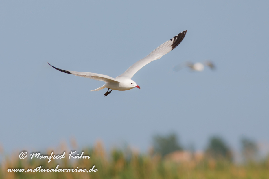 Korallenmöwe ()_0030