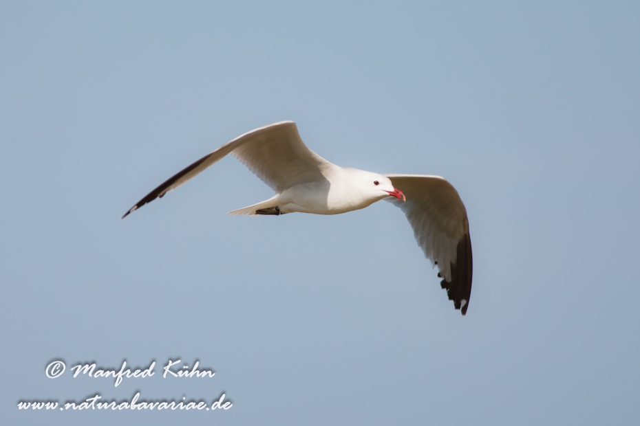 Korallenmöwe ()_0032