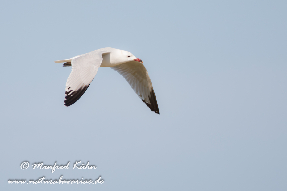 Korallenmöwe ()_0034