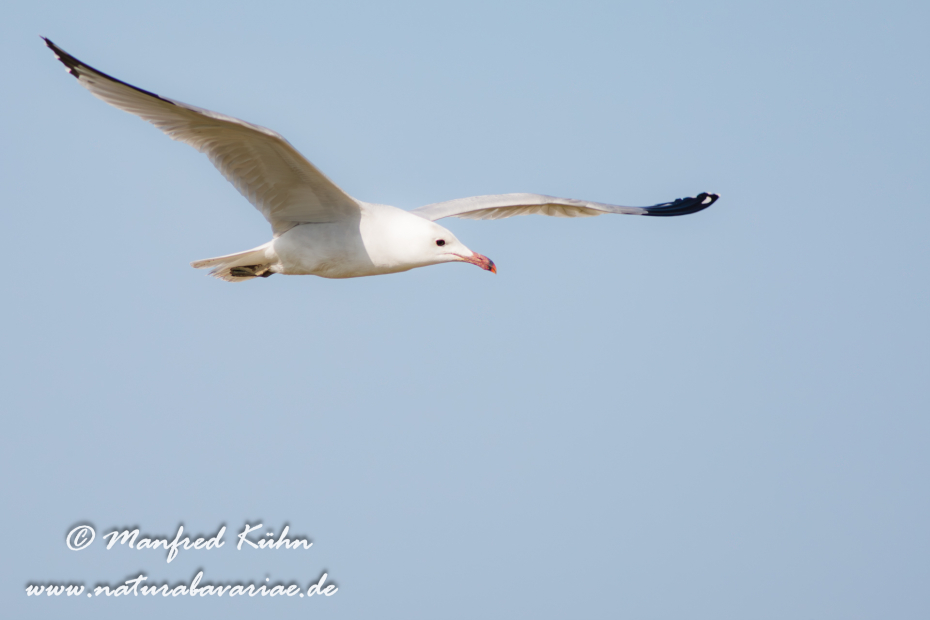 Korallenmöwe ()_0036