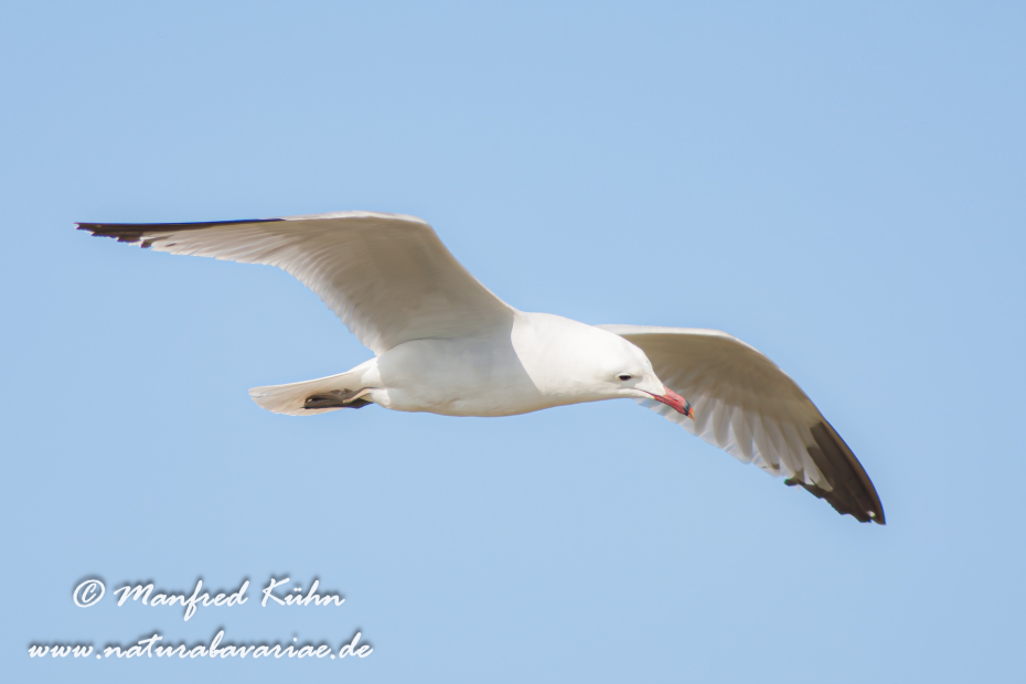 Korallenmöwe ()_0040