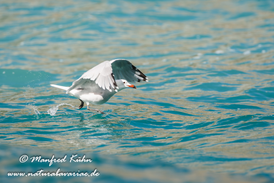 Korallenmöwe ()_0044