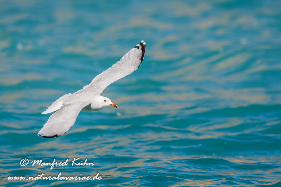 Korallenmöwe ()_0050