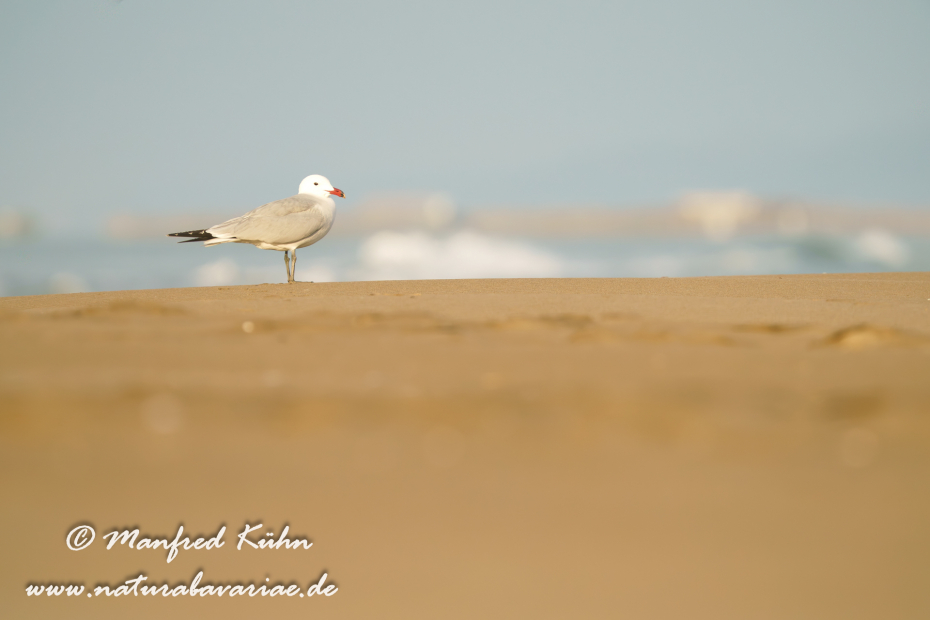 Korallenmöwe ()_0058