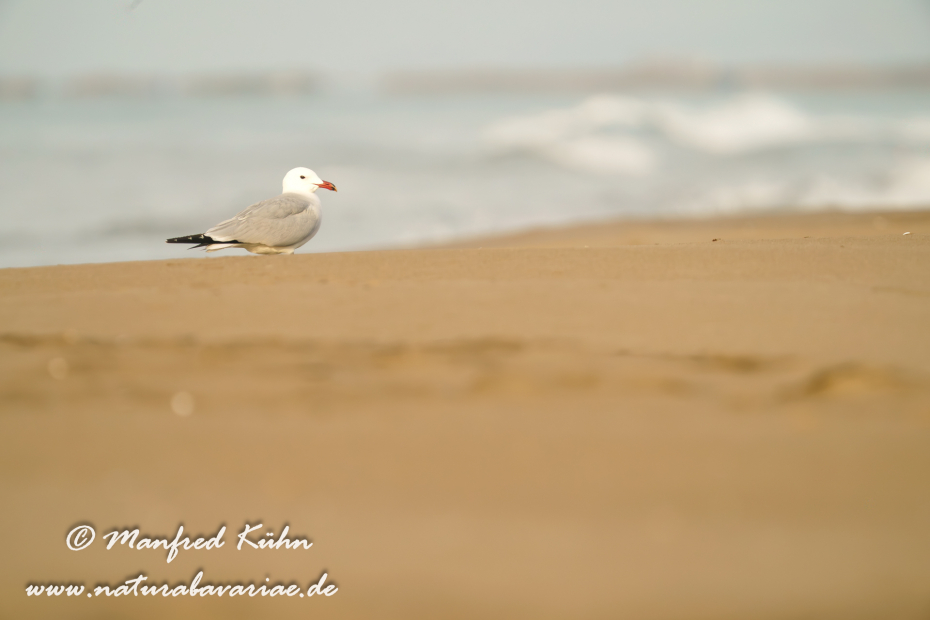 Korallenmöwe ()_0061