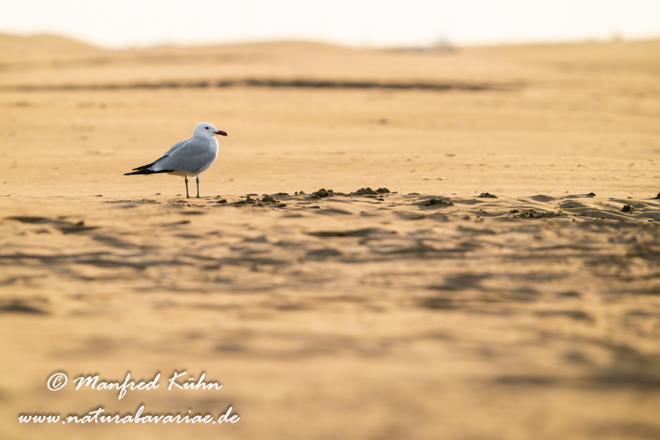 Korallenmöwe ()_0063