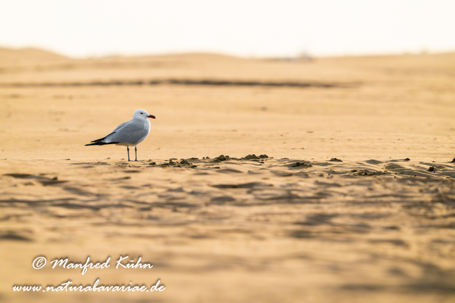 Korallenmöwe ()_0067