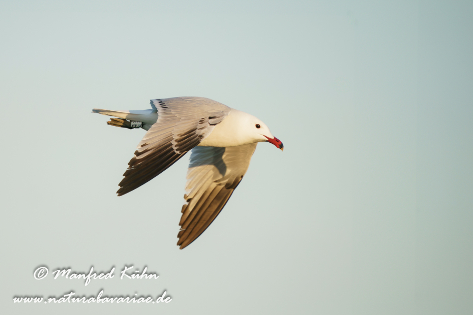 Korallenmöwe ()_0098