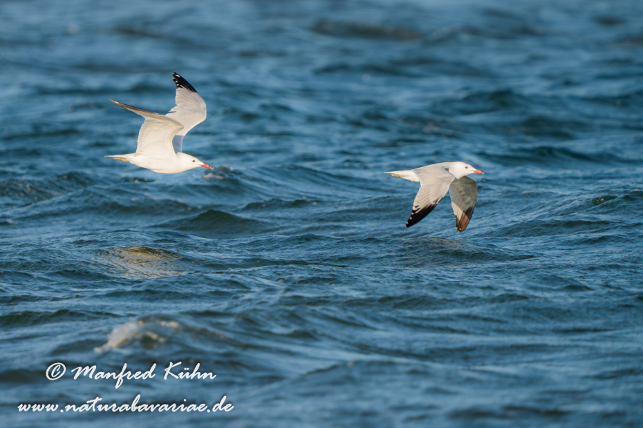 Korallenmöwe ()_0100