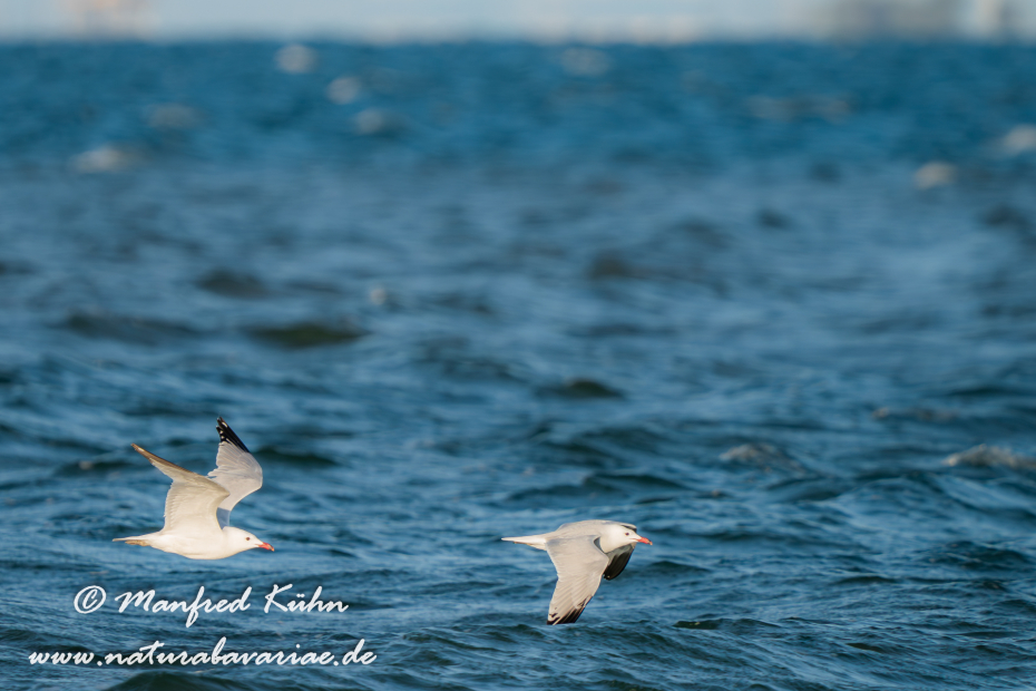 Korallenmöwe ()_0101