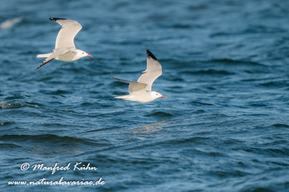 Korallenmöwe ()_0102