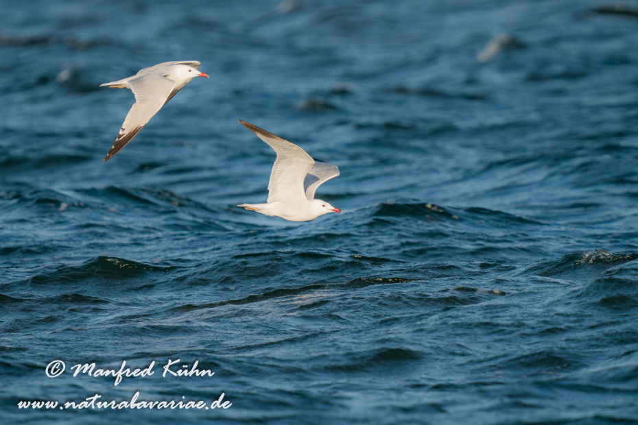 Korallenmöwe ()_0105