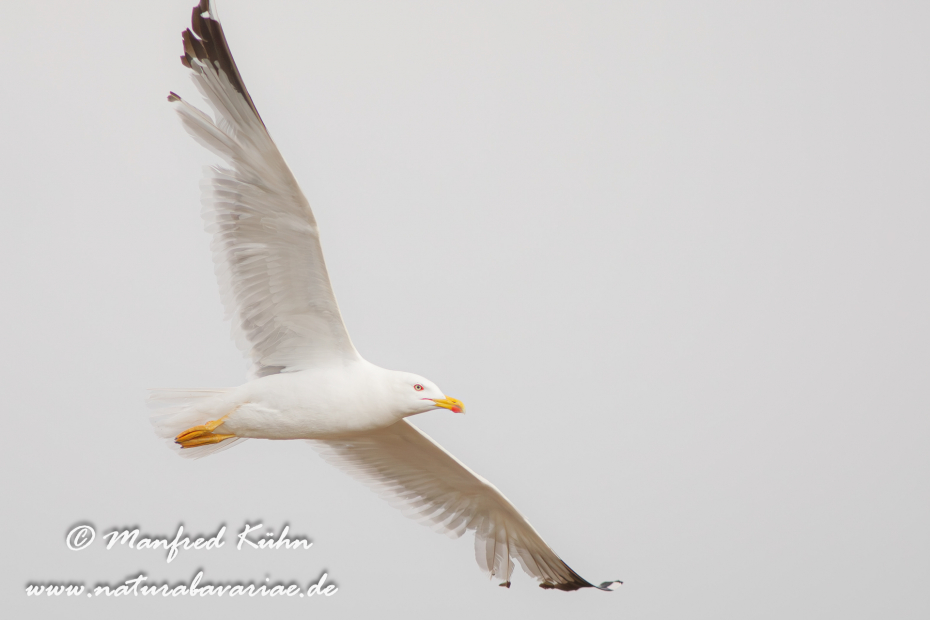 Mittelmeermöwe ()_0040